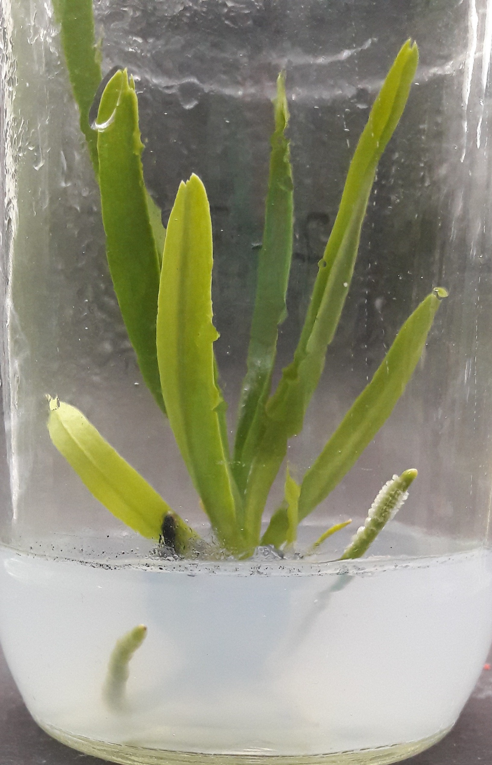 4. In vitro grown Vanda coerulea